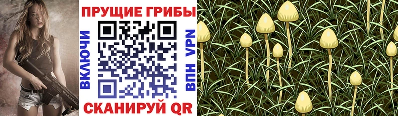 купить Катав-Ивановск Псилоцибиновые грибы мицелий